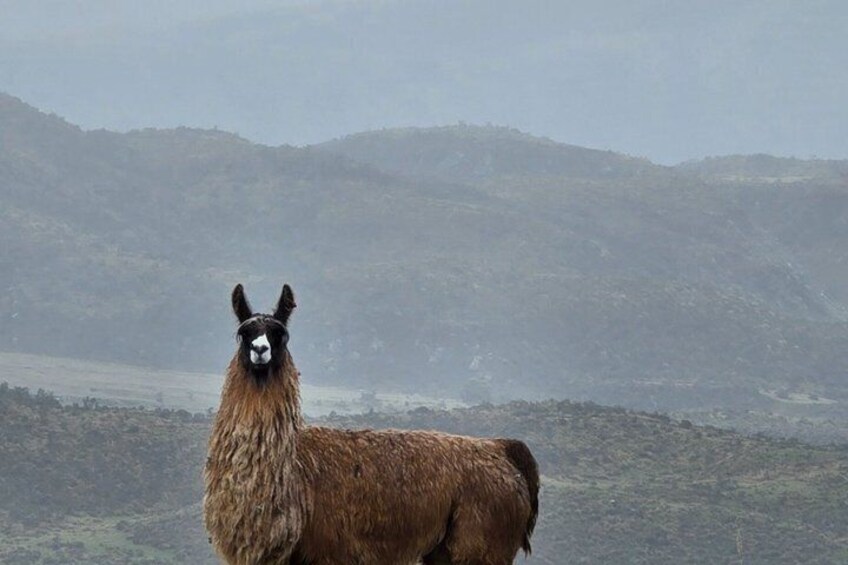 A llama standing on a hillside with a mountainous backdrop. 3