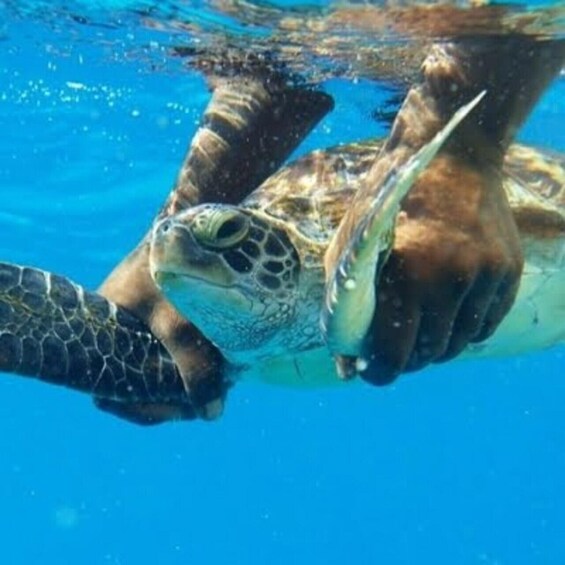 Zanzibar: Swim with Turtles at Salaam Cave 1