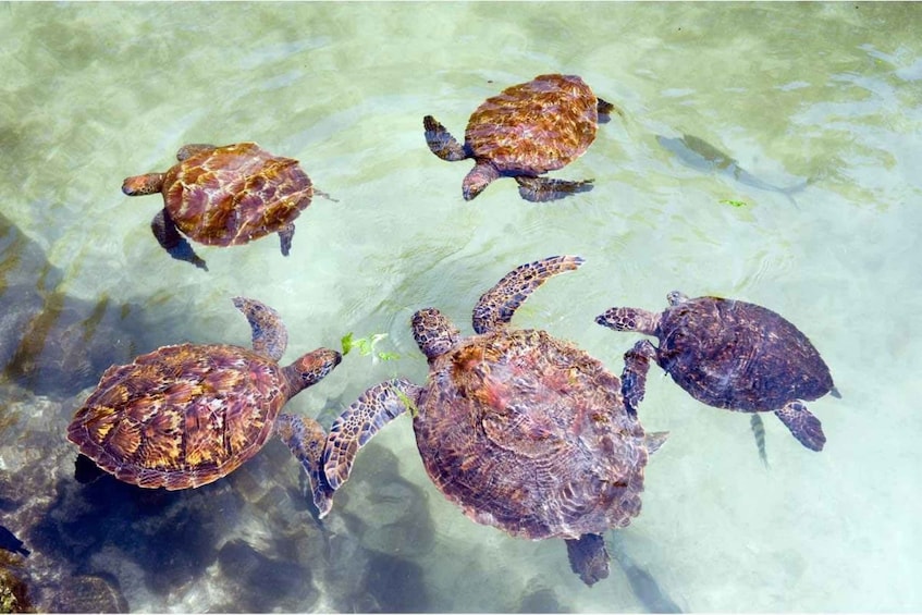 A group of sea turtles swimming in clear water. 5