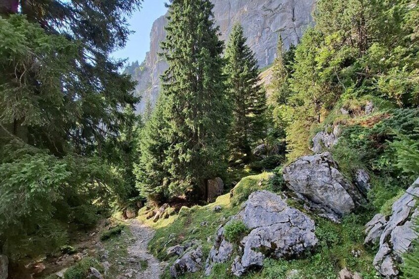 A forested mountain trail with large rocks and dense evergreen trees. 3