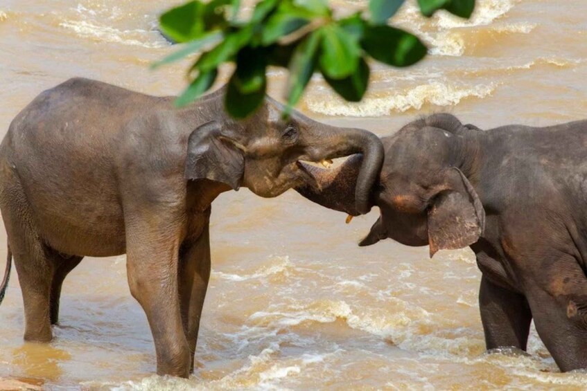 Two elephants in shallow water with waves in the background. 1