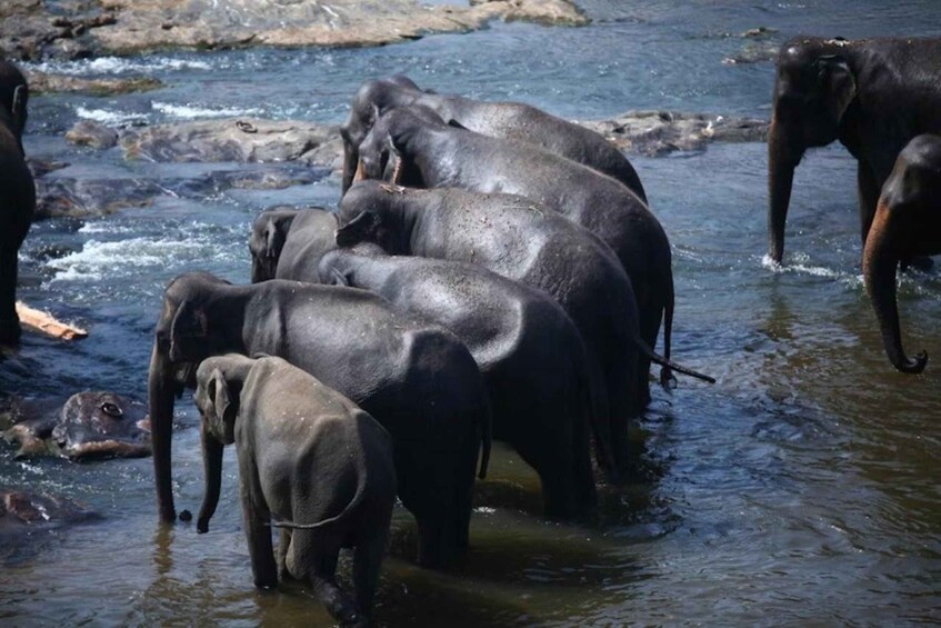 A group of elephants in a river. 3