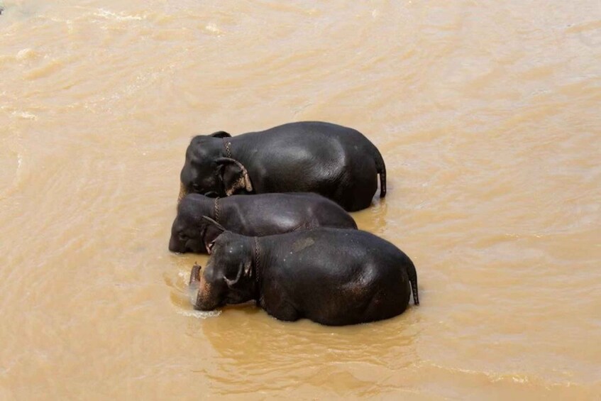 Two black elephants in muddy water. 5