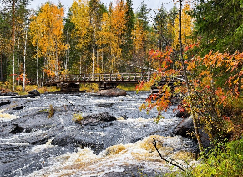 Rovaniemi: Nature Tour with Local BBQ & HD Photos 1