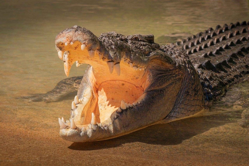 A crocodile with its mouth open, displaying sharp teeth. 3