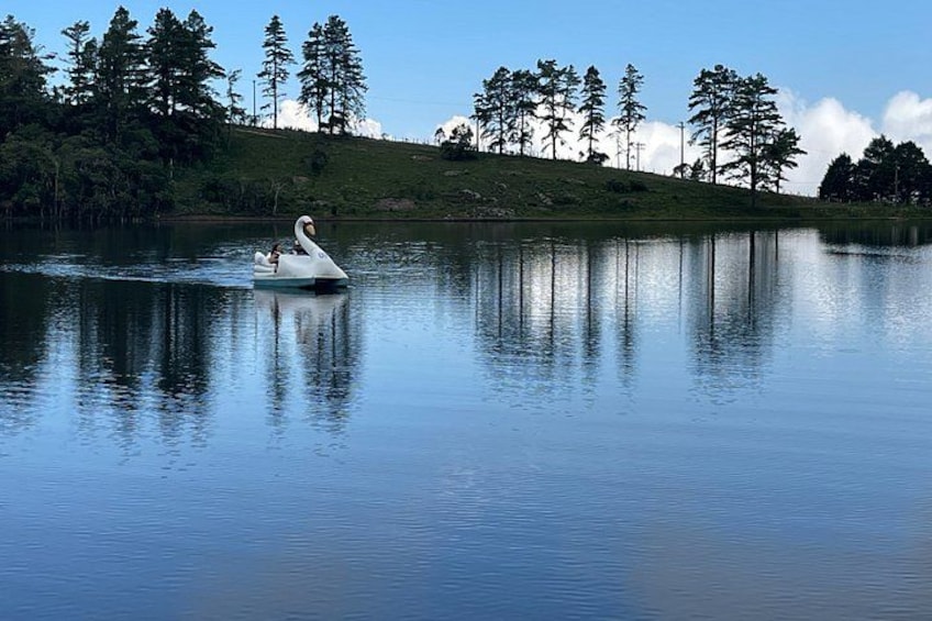 A swan on a calm lake with trees in the background. 1