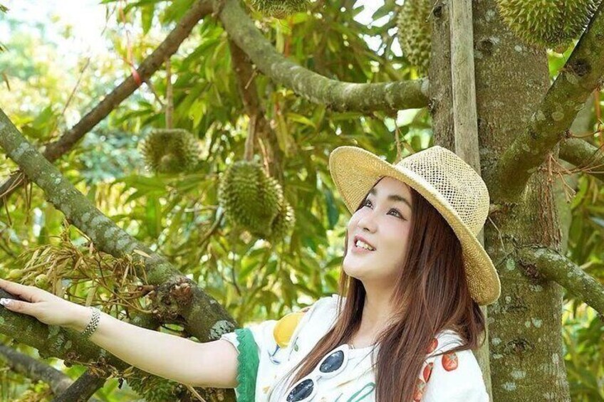 A person wearing a straw hat, reaching out to a tree with large green fruits. 1