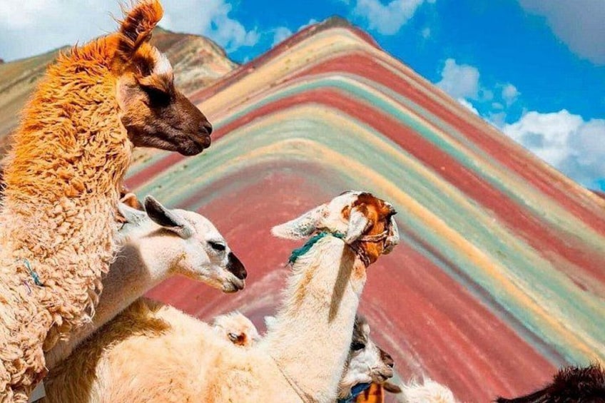 Llamas in a colorful landscape with a mountain in the background. 2