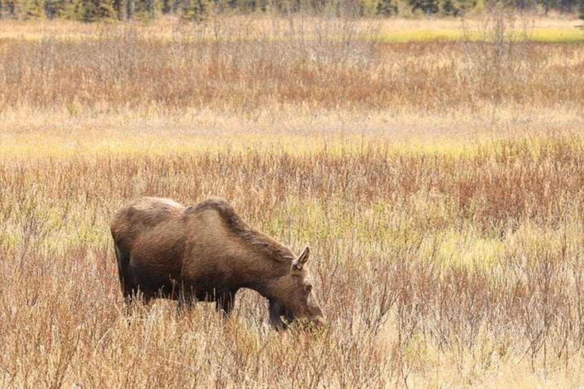 A moose in a field of tall grass. 2