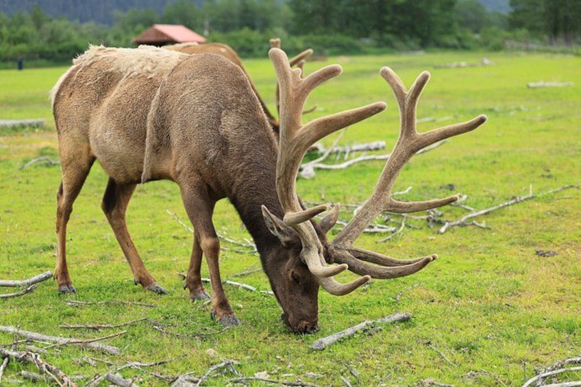 A large elk with prominent antlers grazing in a grassy field. 1