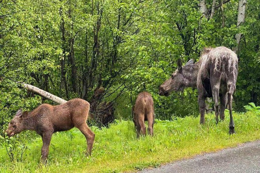 A moose walking on a road, surrounded by lush green trees. 2