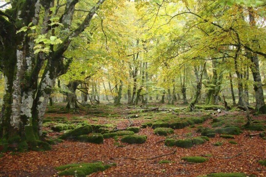 A forest with moss-covered ground and trees with yellow leaves. 3