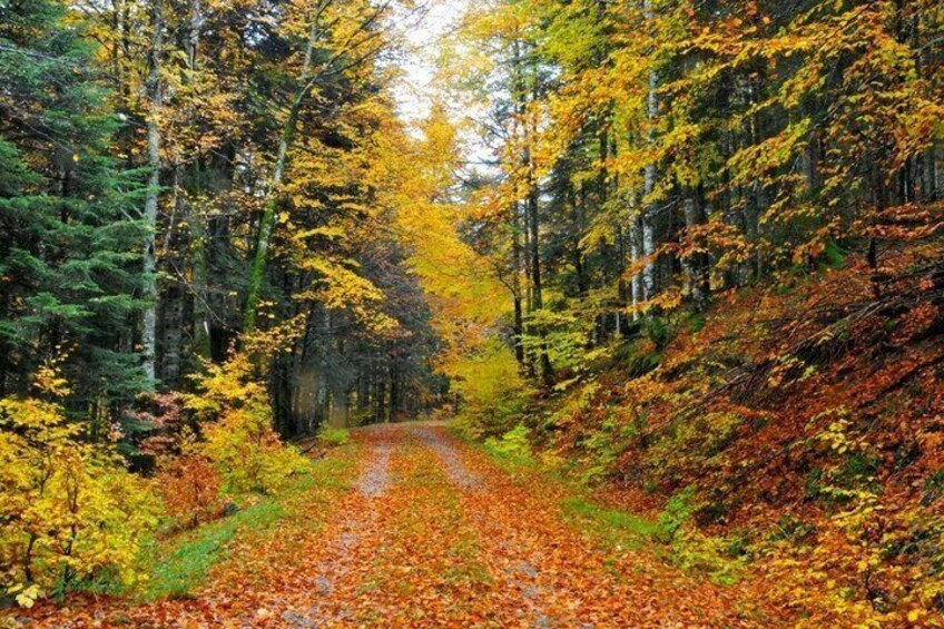 A forest path with autumn foliage. 2