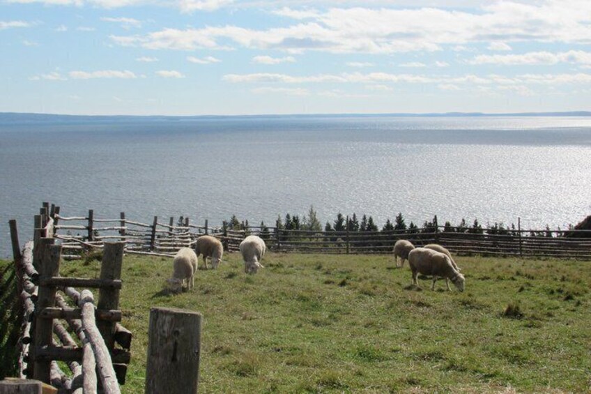 A fenced pasture with grazing sheep by a body of water. 2