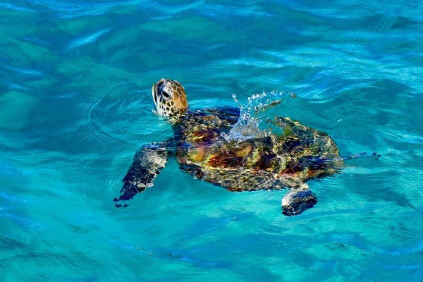 A sea turtle swimming in clear blue water. 2