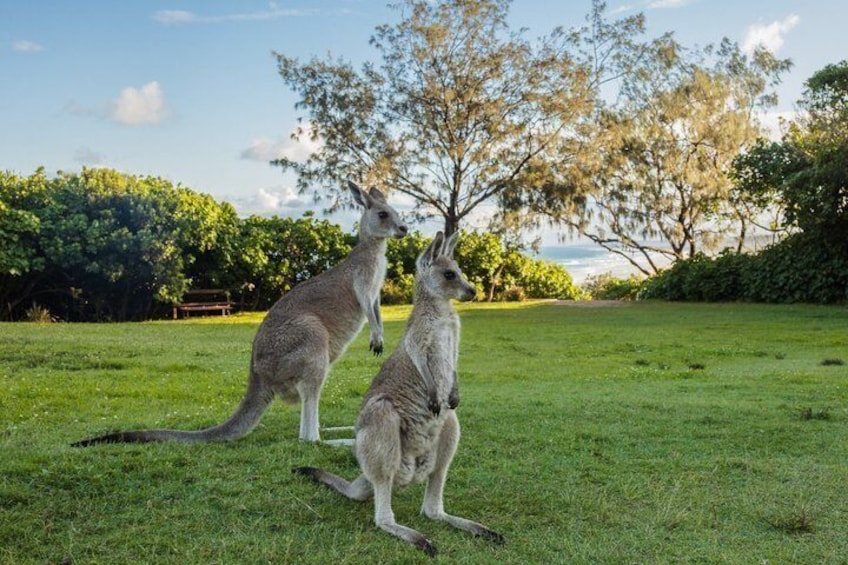 Two kangaroos in a grassy field with trees and a bench in the background. 1