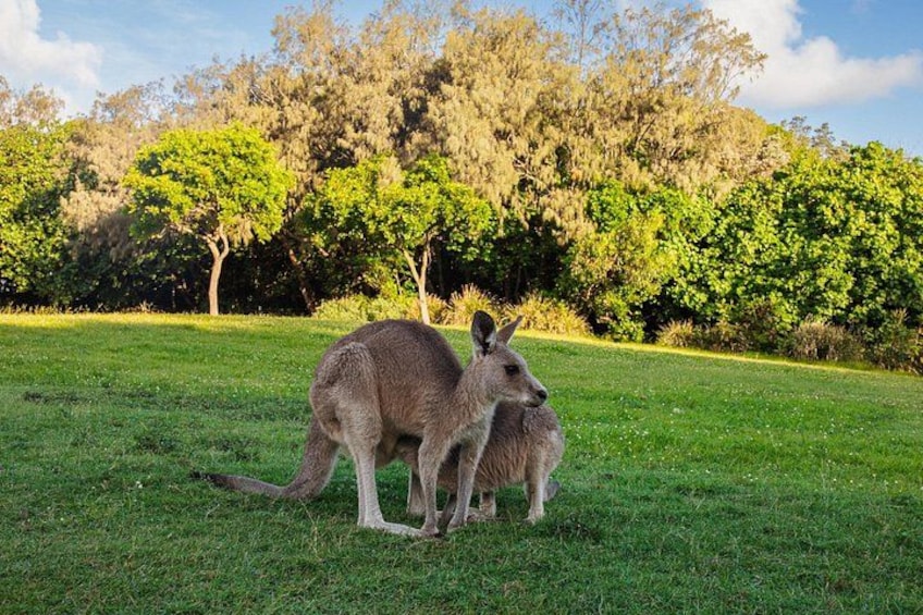 Two kangaroos in a grassy field with trees in the background. 3