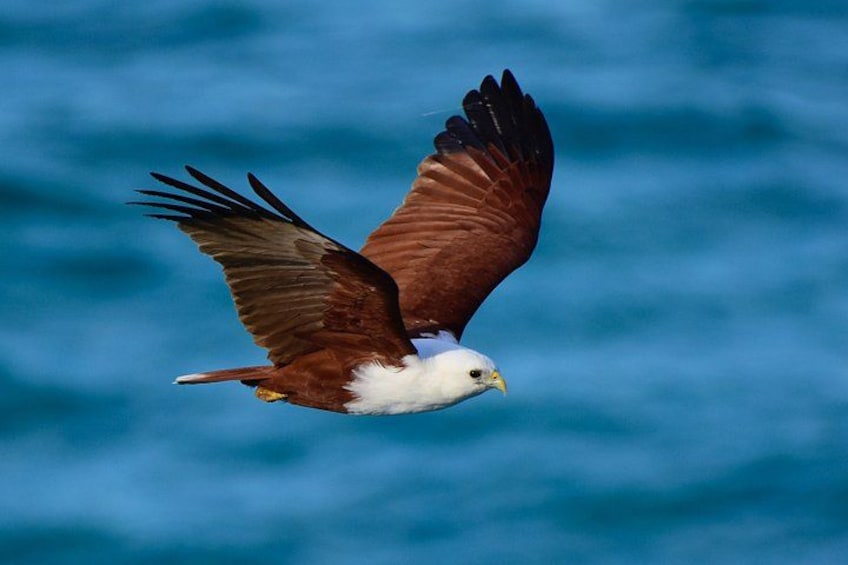 A bird of prey in flight over a body of water. 3