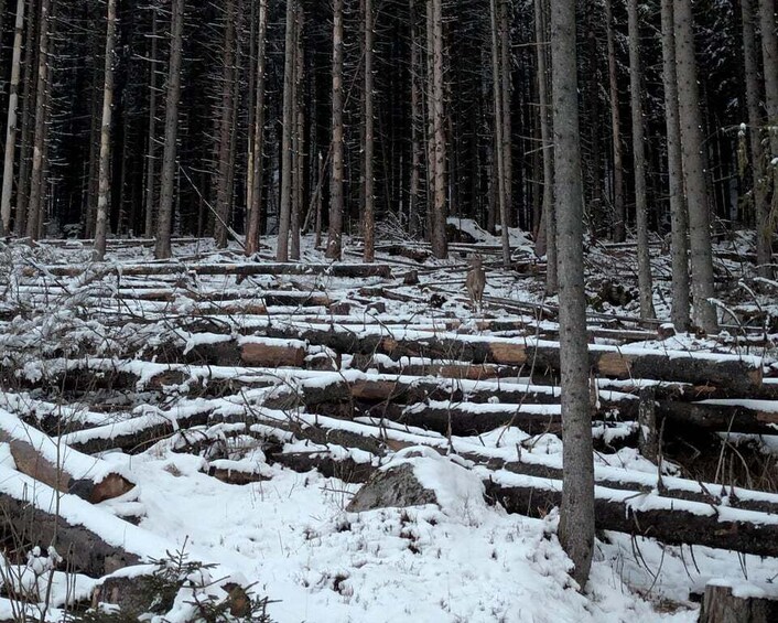 A snowy forest with fallen logs and trees. 2