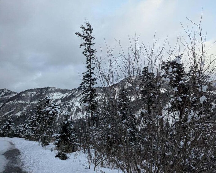 A snowy mountain landscape with trees and a path. 4