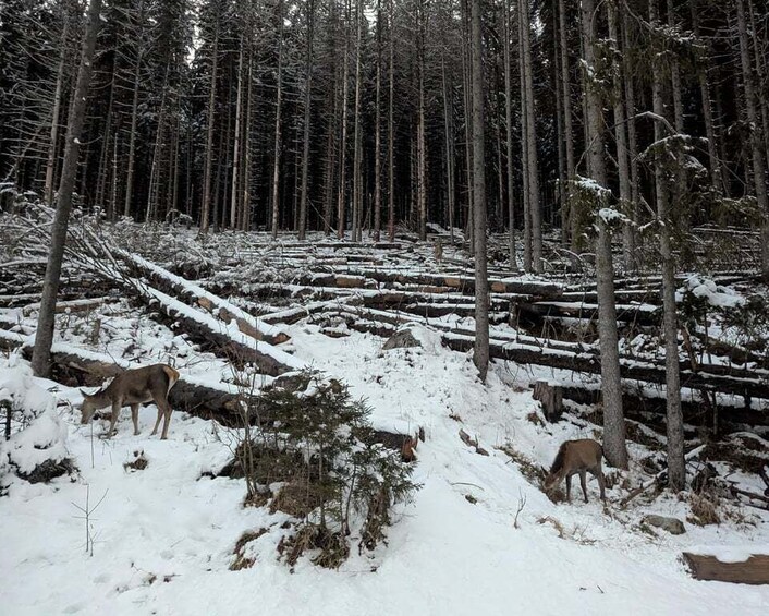 A snowy forest with deer grazing. 5