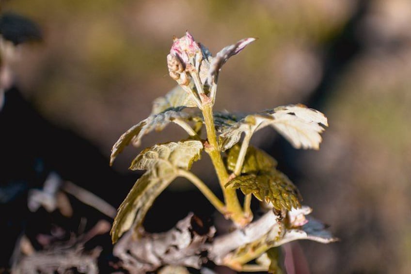 A plant with a pink flower bud and yellowing leaves. 2