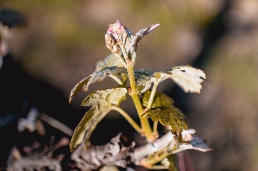 A plant with a pink flower bud and damaged leaves. 3