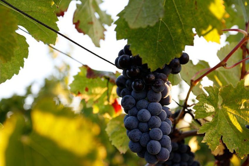 A bunch of dark purple grapes hanging from a vine with green leaves. 4