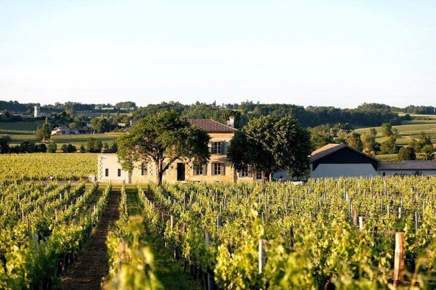 Château Grangey Visit and tasting in the heart of the vineyard 5