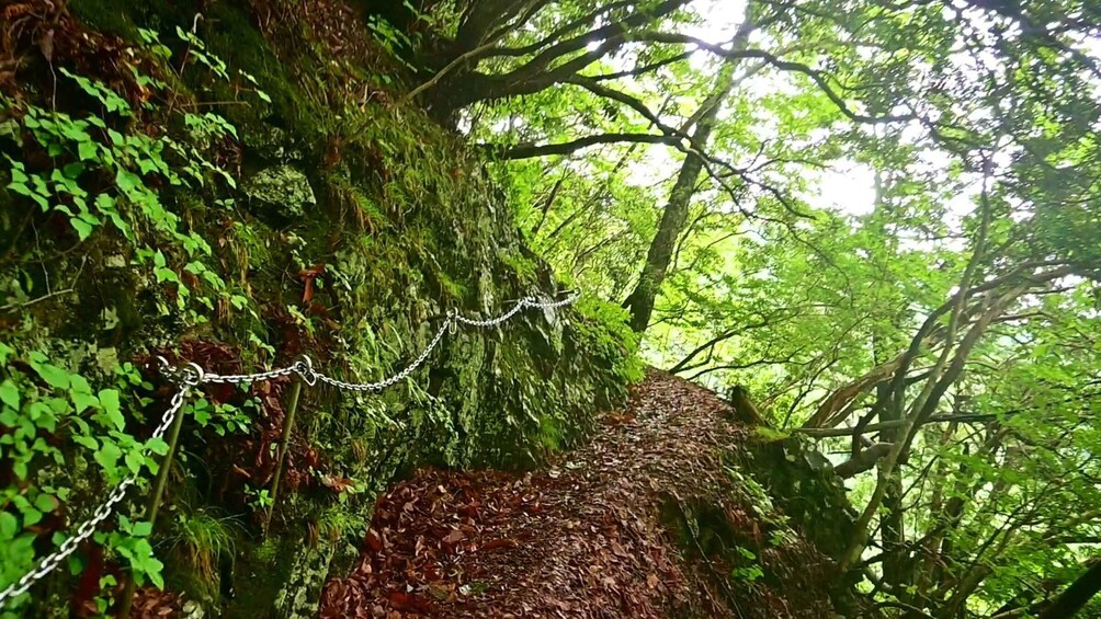 A forested area with a moss-covered tree trunk and a chain-link fence. 2