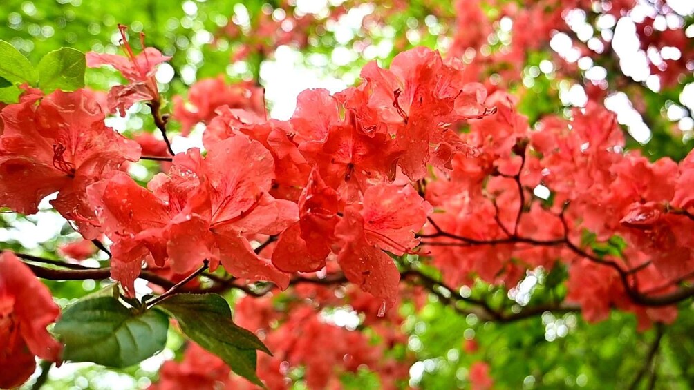 Vibrant pink flowers with water droplets, set against a backdrop of lush green foliage. 5