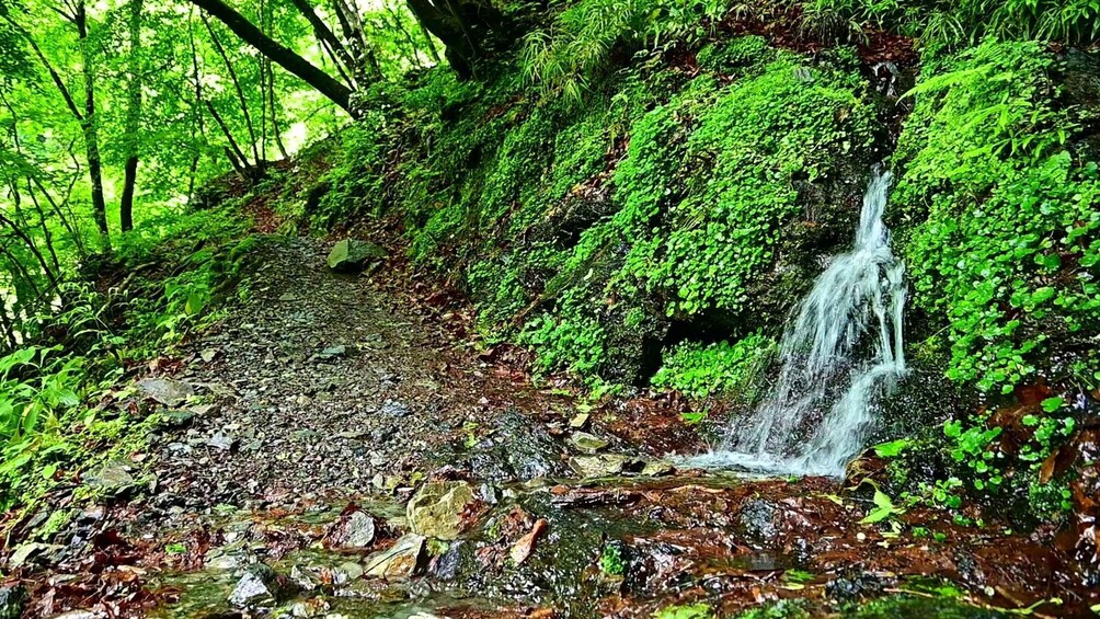 A forested area with a small waterfall and a rocky path. 4