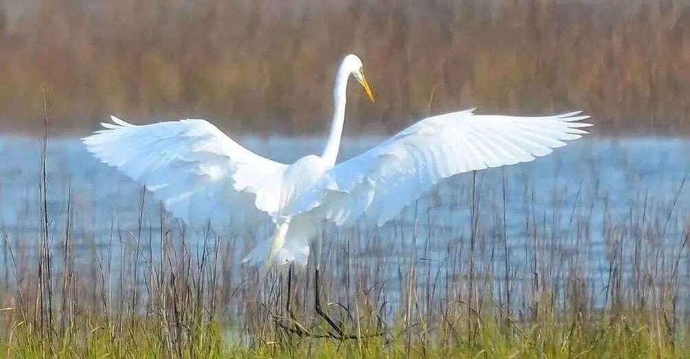 A white bird with an orange beak and yellow feet standing in a grassy area near water. 2