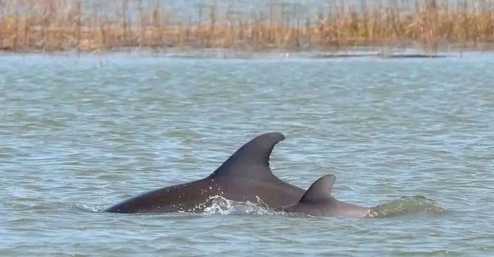A dolphin swimming in a body of water with a grassy shoreline in the background. 3