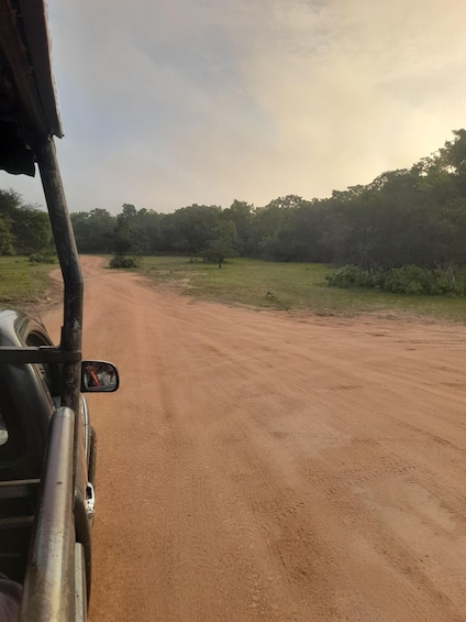 A dirt road flanked by greenery, leading into a forested area. 5