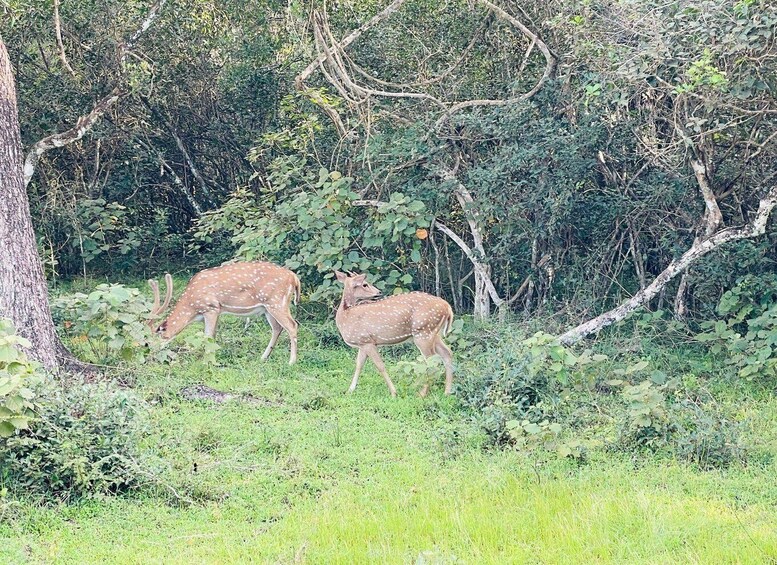 Two deer grazing in a forested area with dense foliage and trees. 2