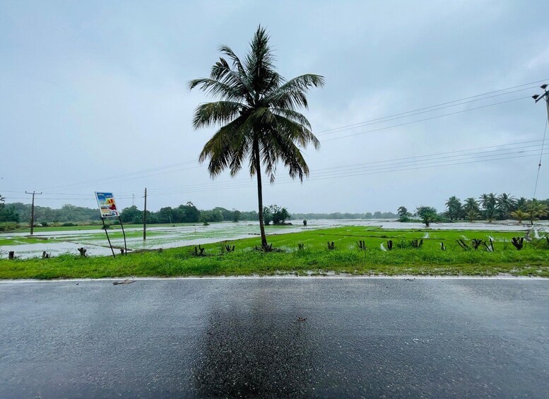 A flooded rural landscape with a palm tree and a road in the foreground. 3