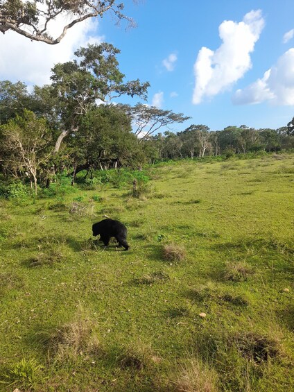 A black bear walking in a grassy field with trees in the background. 4