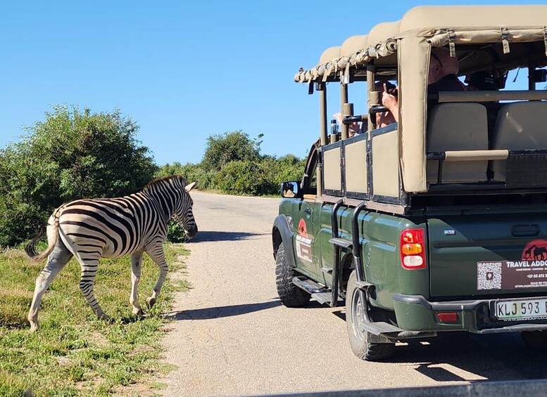 A zebra walking beside a safari vehicle on a road. 1