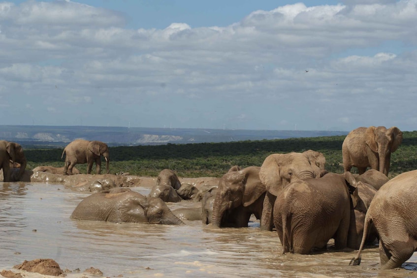 A herd of elephants in a muddy waterhole with a clear sky and distant wind turbines. 4
