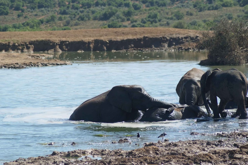Elephants in a river with a dry riverbed and greenery in the background. 3