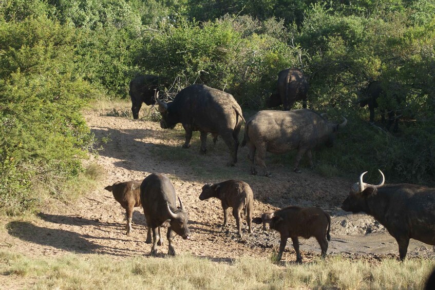 A herd of buffalo grazing in a dry, open field with sparse vegetation and a dirt path. 5