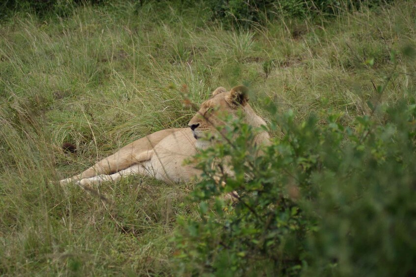 A lion resting in a grassy field. 2