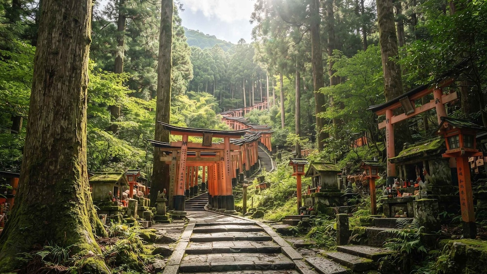 A forested area with traditional Japanese torii gates leading up a stone staircase. 1