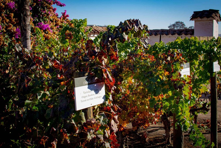 A vineyard with grapevines and a sign indicating the variety and origin of the grapes. 2