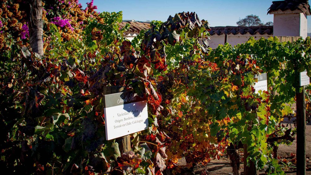 Picture 14 for Activity Santiago: Santa Rita Premium Winery Tour & 5 Wine Tasting 2