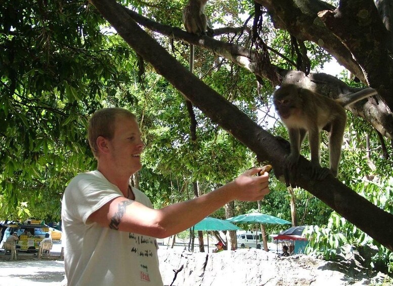 A person feeding a monkey on a tree branch. 3