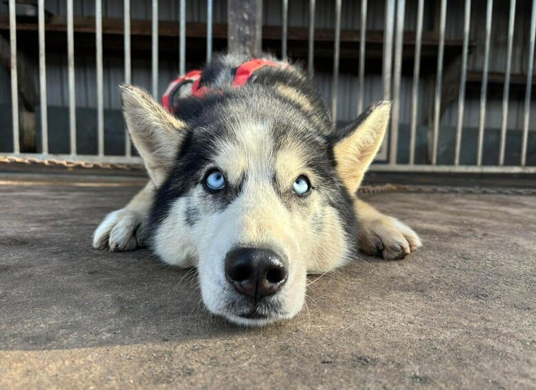 A dog lying on the ground with a metal fence in the background. 5