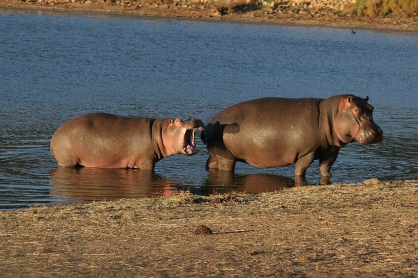 Two hippos in a body of water with a dry, grassy bank in the background. 5