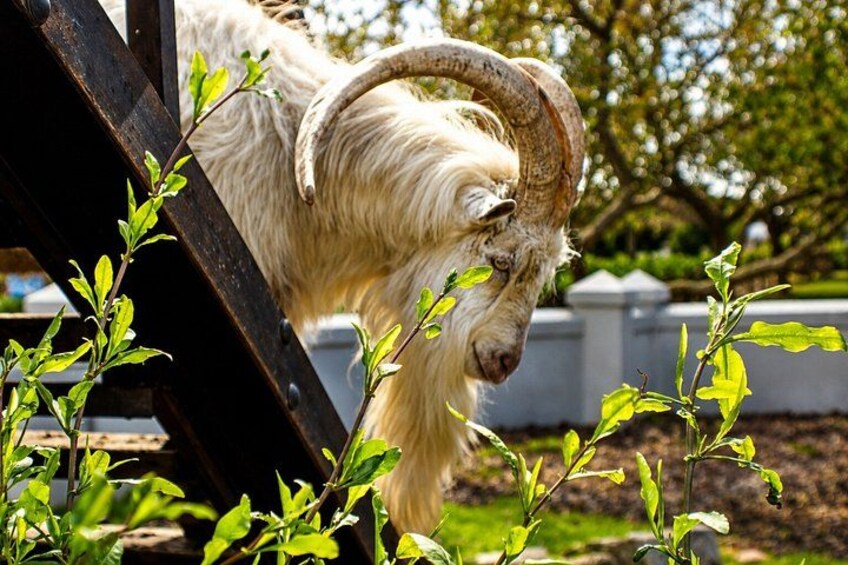A white goat with large curved horns behind a metal fence. 4